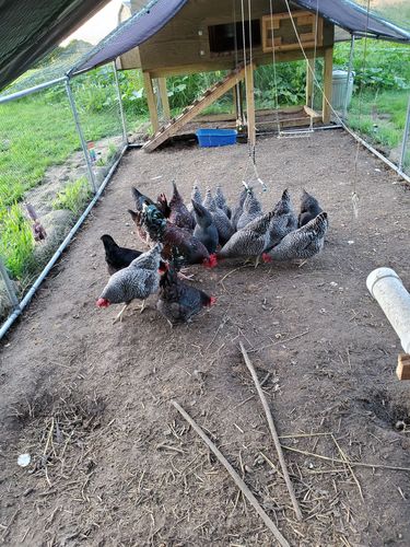 Customer photo review of GrubTerra Dried Larvae