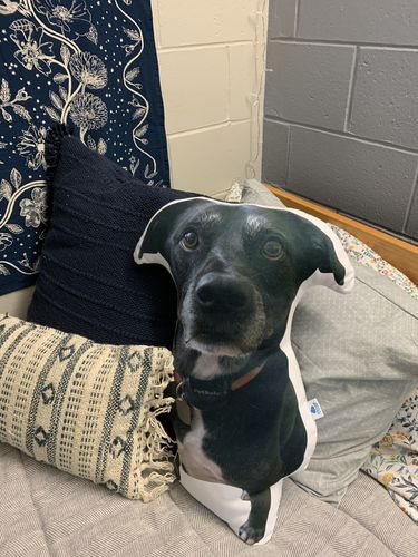 Customer photo review of Create A Custom Dog Pillow