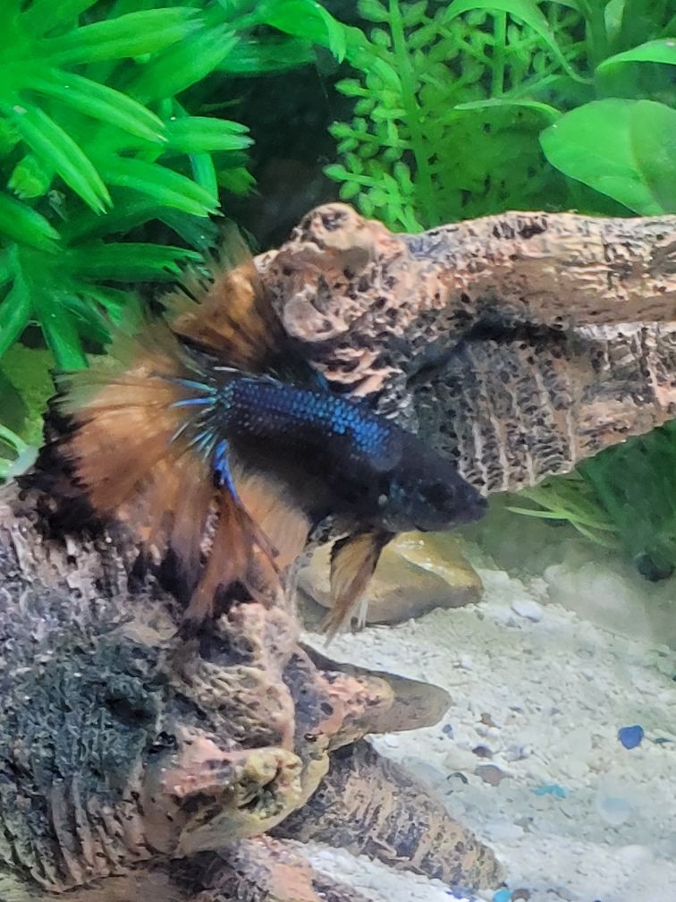 Customer photo review of Xtreme Nano and Fry Food