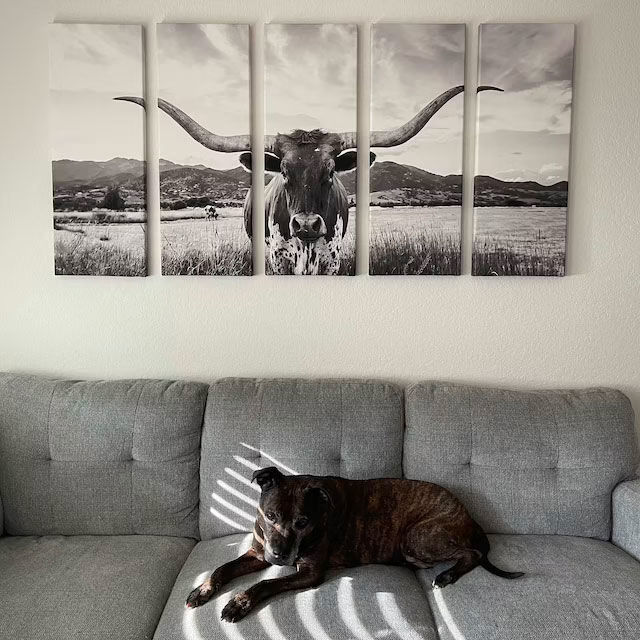 Customer photo review of Big Horn of Cow Wall Art Canvas Print