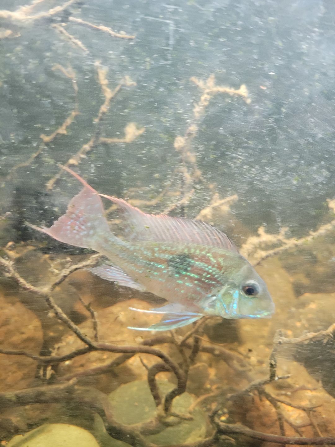 Customer photo review of Xtreme PeeWee Cichlid Fish Food