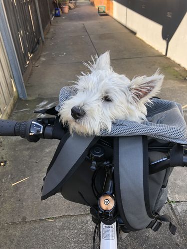 Customer photo review of All In One Pet Carrier Bag | Dog Bike Basket | Backpack for Dogs & Cats | Car Booster Seat