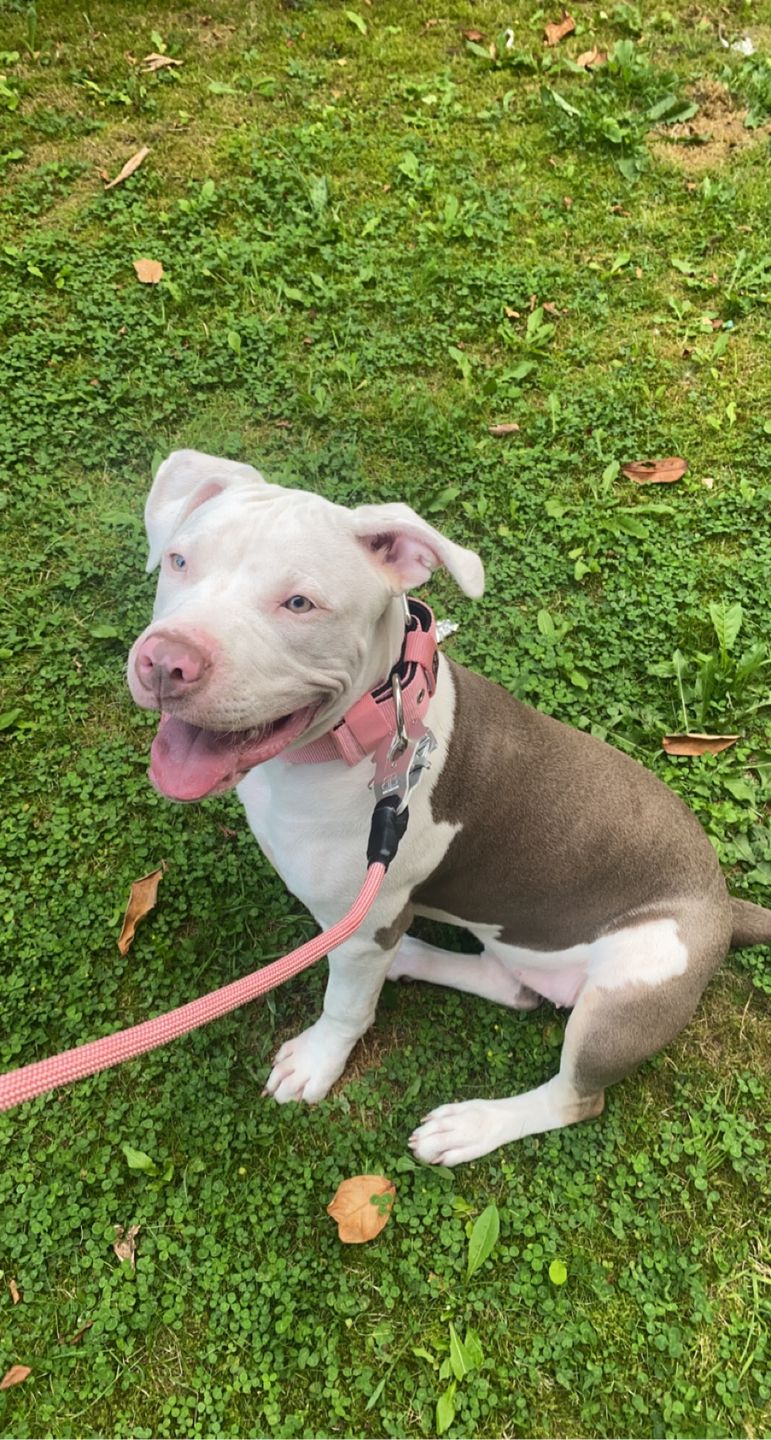 Customer photo review of 5cm Nylon Dog Collar - Pink v2.0