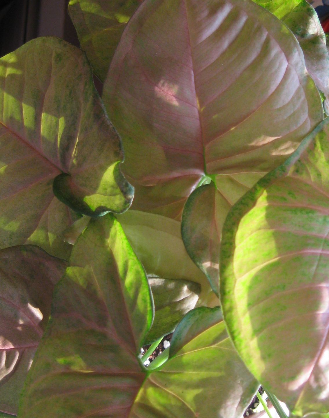 Customer photo review of 4" Syngonium Regina Red