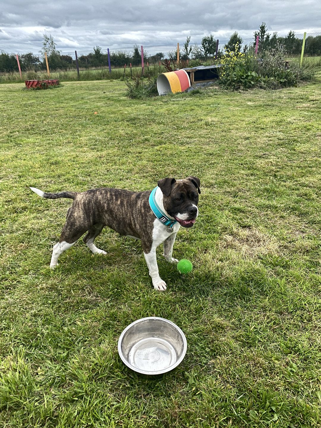 Customer photo review of 4cm RR Collar | Soft Padded & Reflective | Series 2 - Turquoise