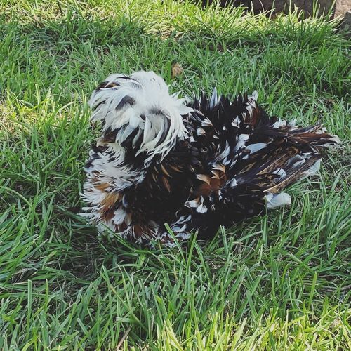 Customer photo review of GrubTerra Dried Larvae