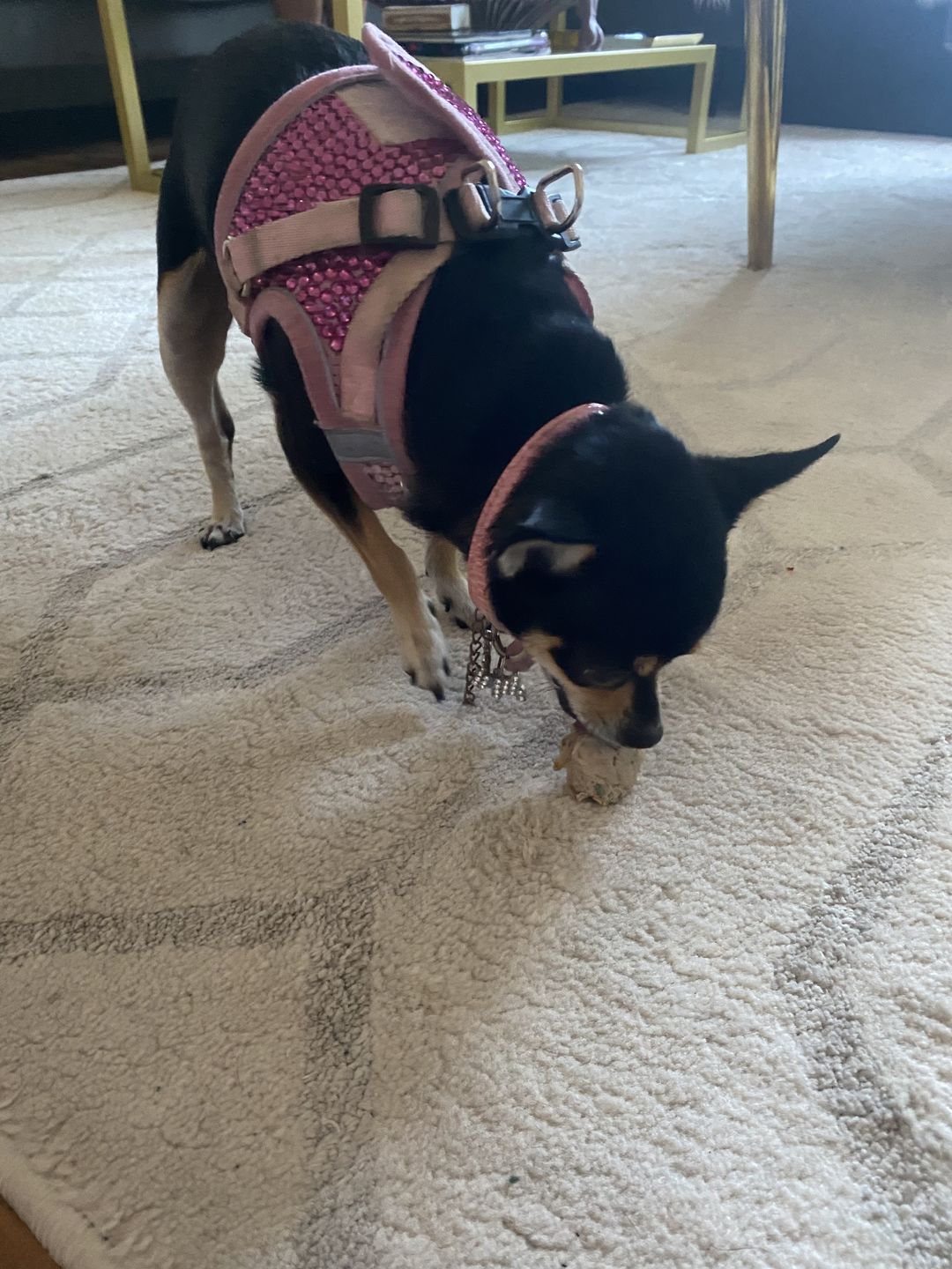 Customer photo review of Meatball Dog Treats 15.00% Off Auto renew