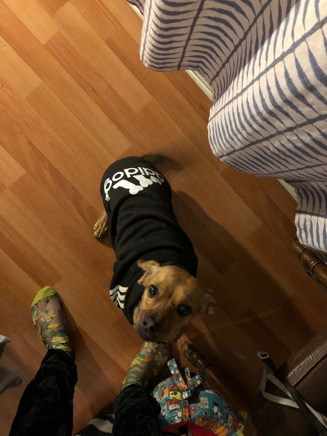 Customer photo review of Felpa "Adidog" Nera