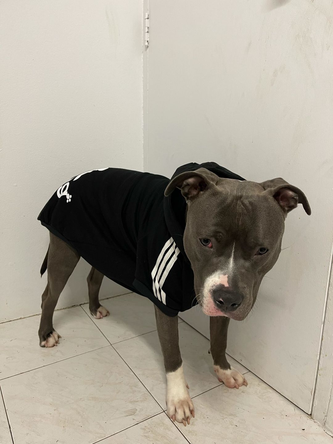 Customer photo review of Felpa "Adidog" Nera
