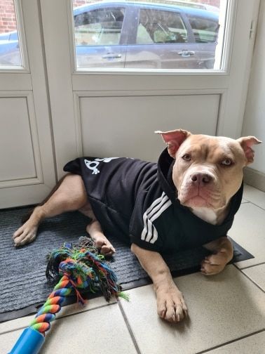 Customer photo review of Felpa "Adidog" Nera