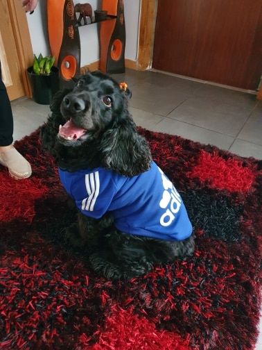 Customer photo review of Felpa "Adidog" Blu