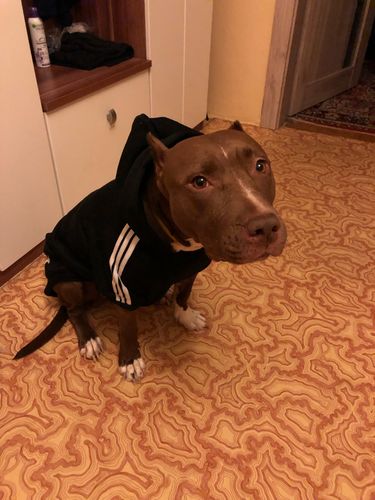 Customer photo review of Felpa "Adidog" Nera