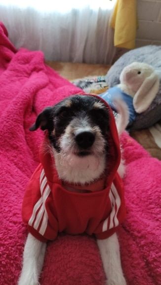 Customer photo review of Felpa "Adidog" Rossa