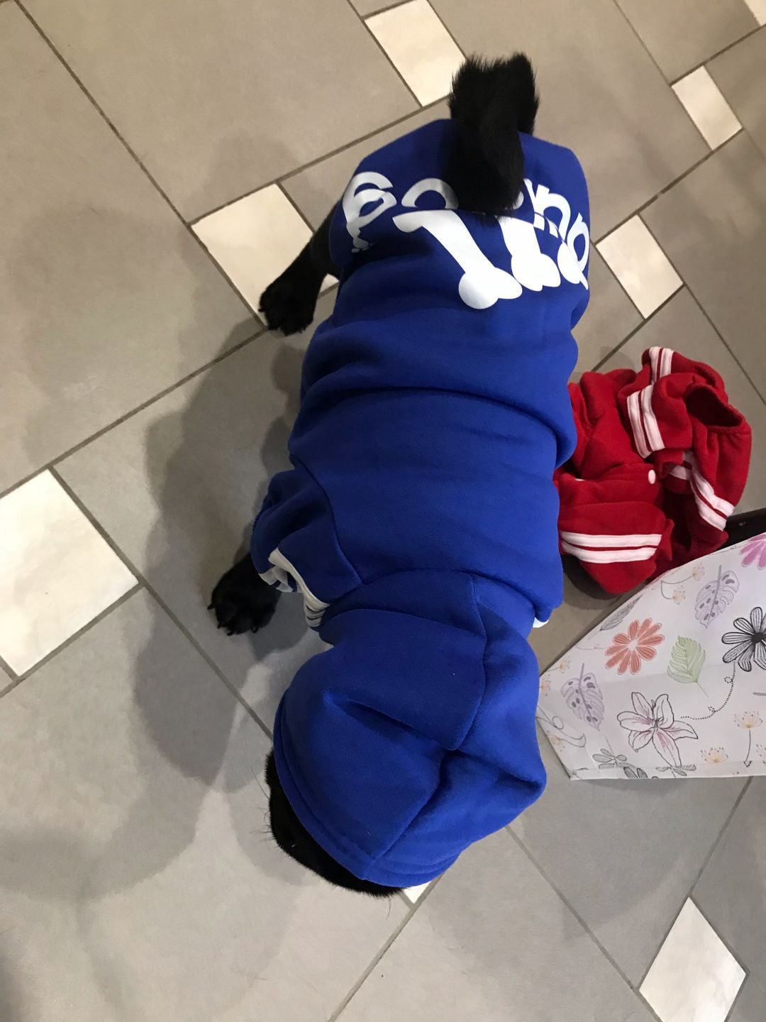 Customer photo review of Felpa "Adidog" Blu