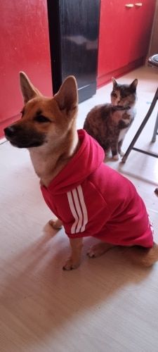 Customer photo review of Felpa "Adidog" Rossa