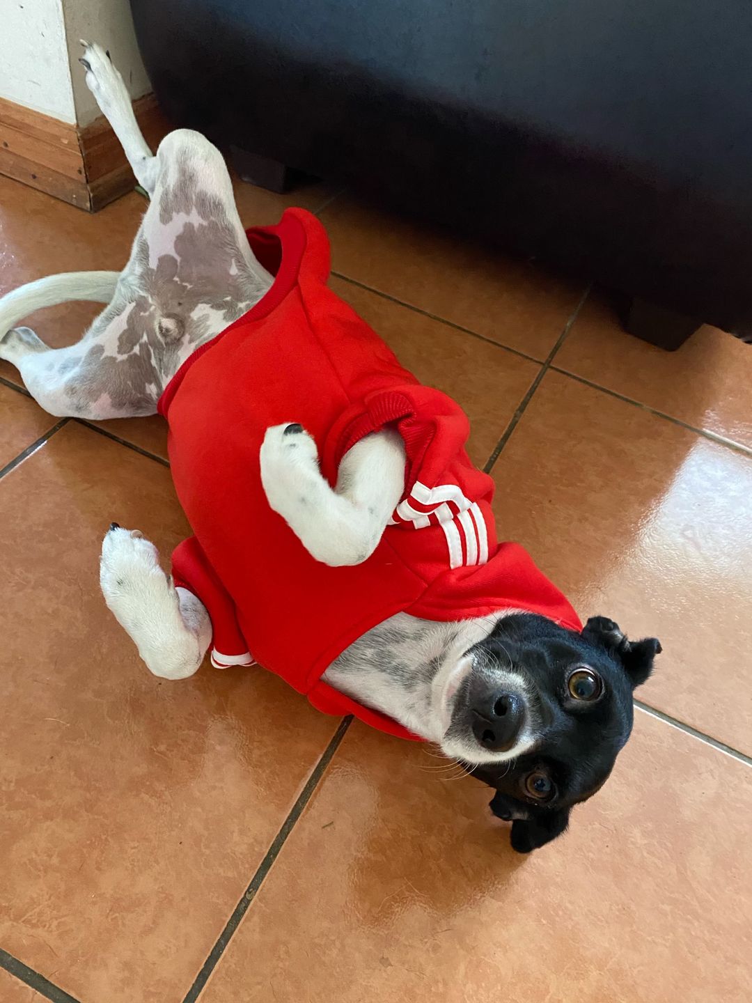 Customer photo review of Felpa "Adidog" Rossa