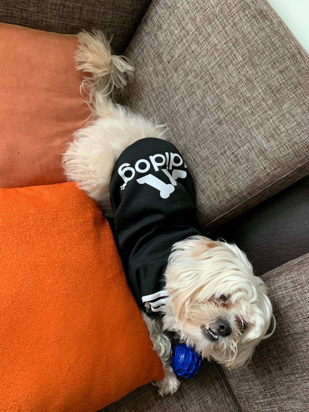 Customer photo review of Felpa "Adidog" Nera