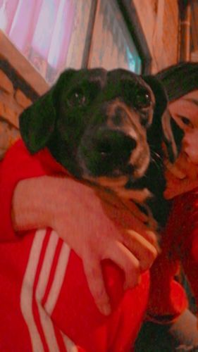 Customer photo review of Felpa "Adidog" Rossa