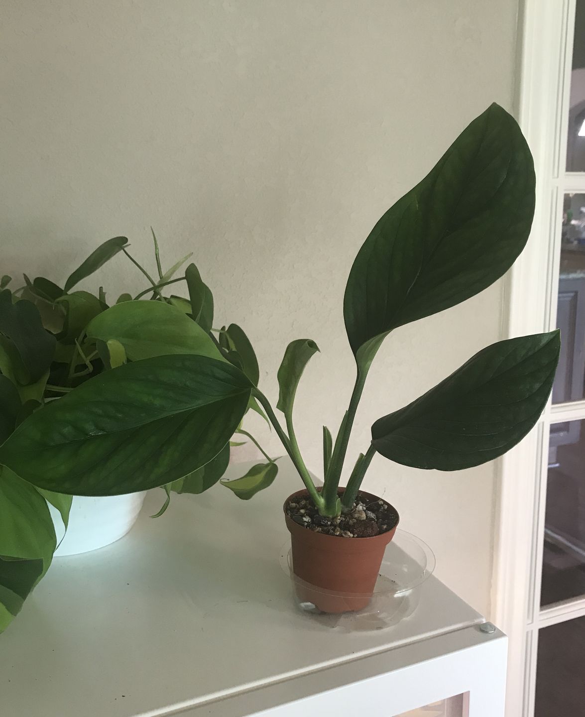 Customer photo review of 3" Monstera pinnatipartita