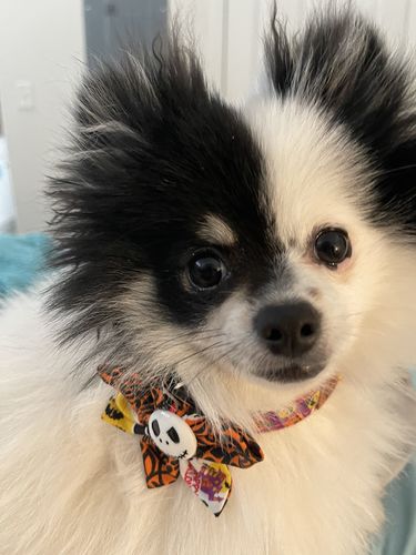 Customer photo review of Halloween dog collar Flower, Halloween dog collar bow tie, holiday spider dog collar, Orange black dog collar, Halloween dog accessory