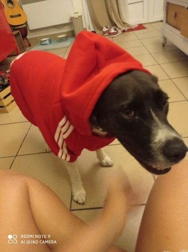 Customer photo review of Felpa "Adidog" Rossa