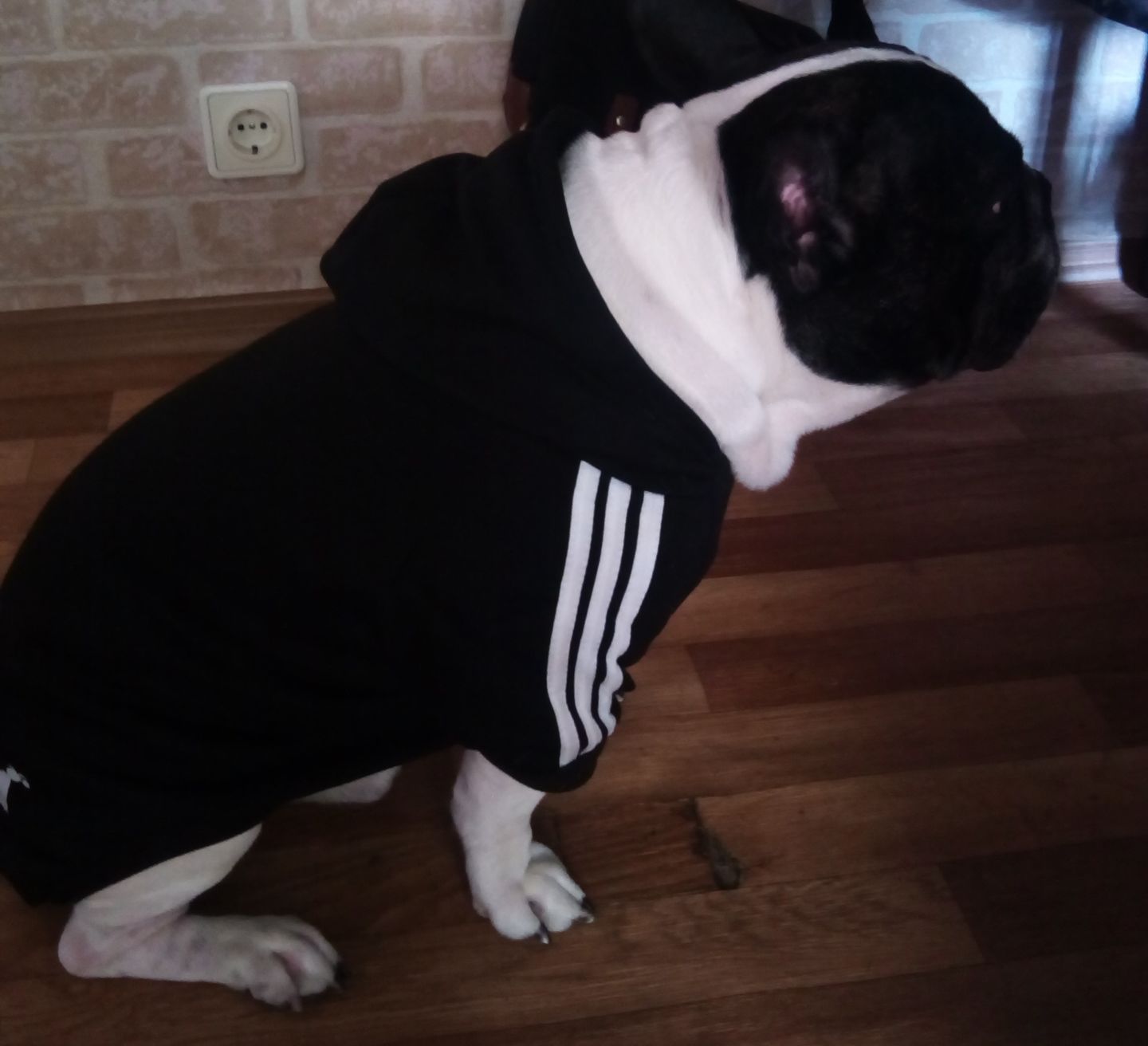 Customer photo review of Felpa "Adidog" Nera