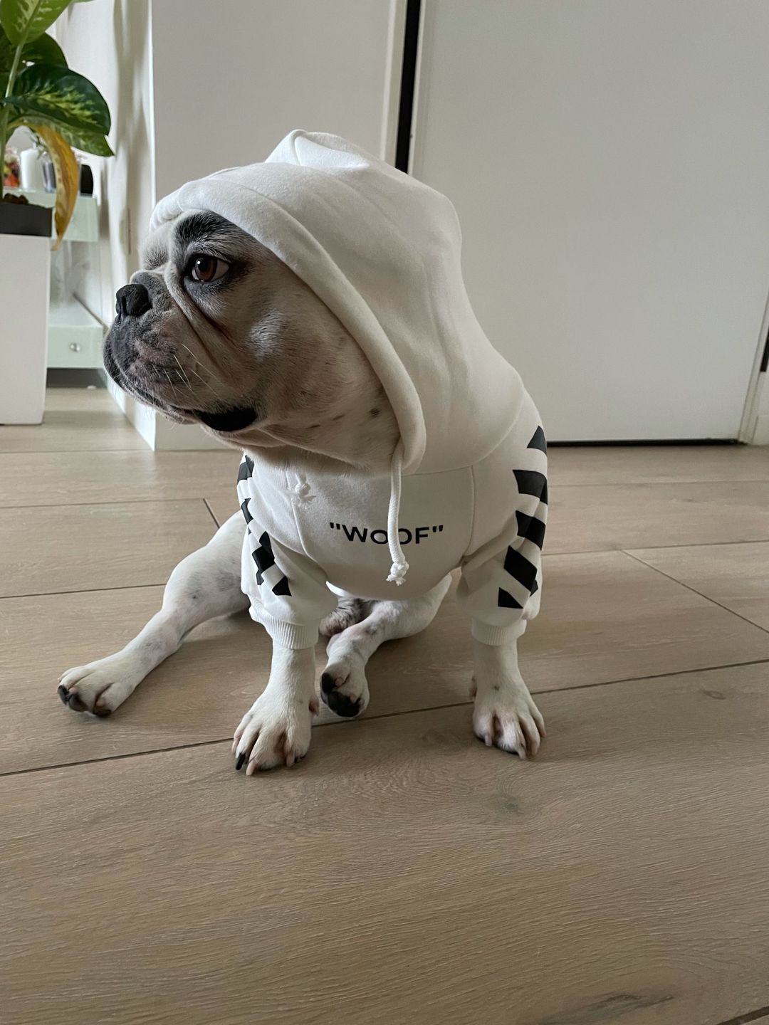 Customer photo review of Felpa "woof" Bianca