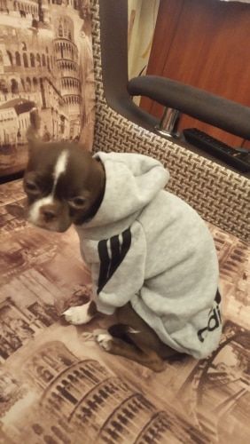 Customer photo review of Felpa "Adidog" Grigia