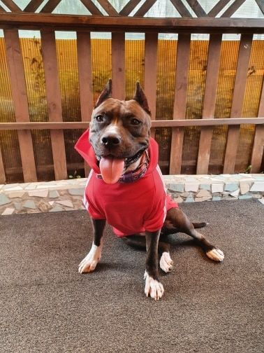 Customer photo review of Felpa "Adidog" Rossa