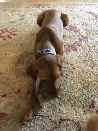 Customer photo review of Everest Dog Yak Chews