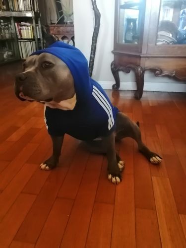 Customer photo review of Felpa "Adidog" Blu