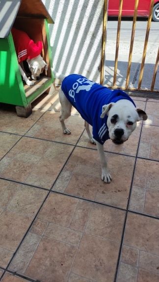 Customer photo review of Felpa "Adidog" Blu