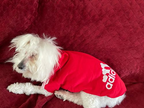 Customer photo review of Felpa "Adidog" Rossa