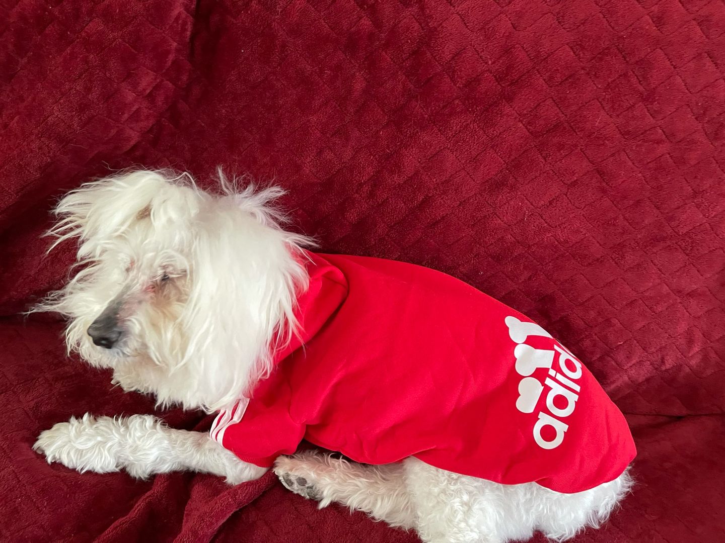 Customer photo review of Felpa "Adidog" Rossa