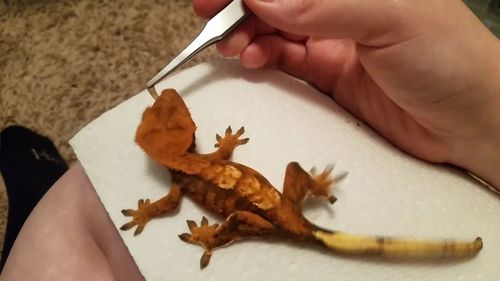 Customer photo review of GrubTerra Fresh Black Soldier Fly Larvae for Reptiles