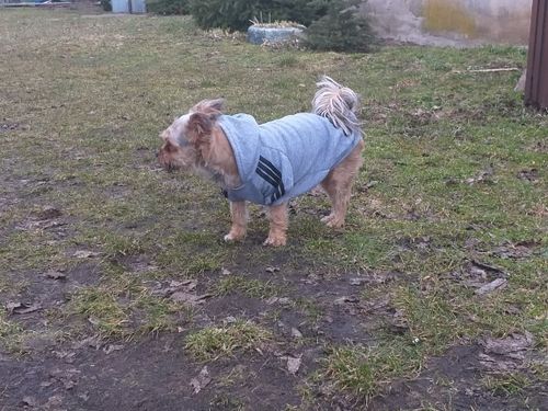 Customer photo review of Felpa "Adidog" Grigia