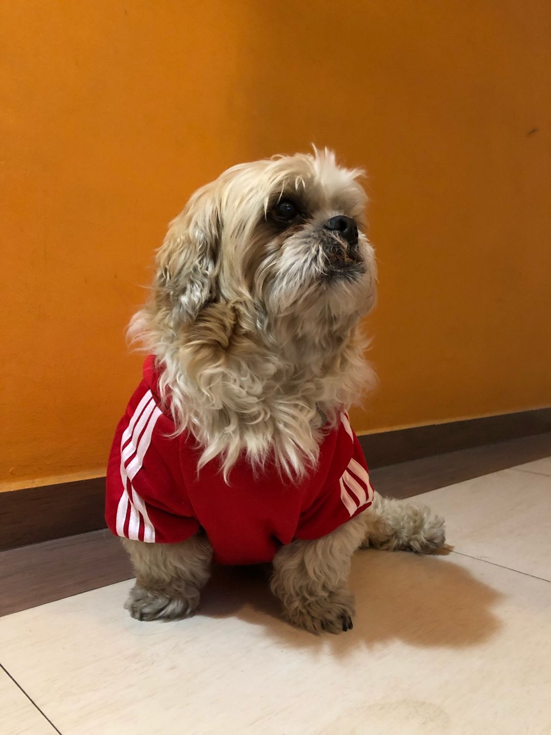Customer photo review of Felpa "Adidog" Rossa