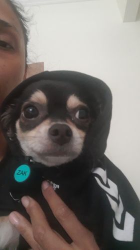 Customer photo review of Felpa "woof" Nera