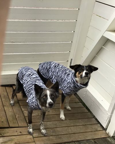 Customer photo review of UV & Bug Shirt - Repeltec for Dogs