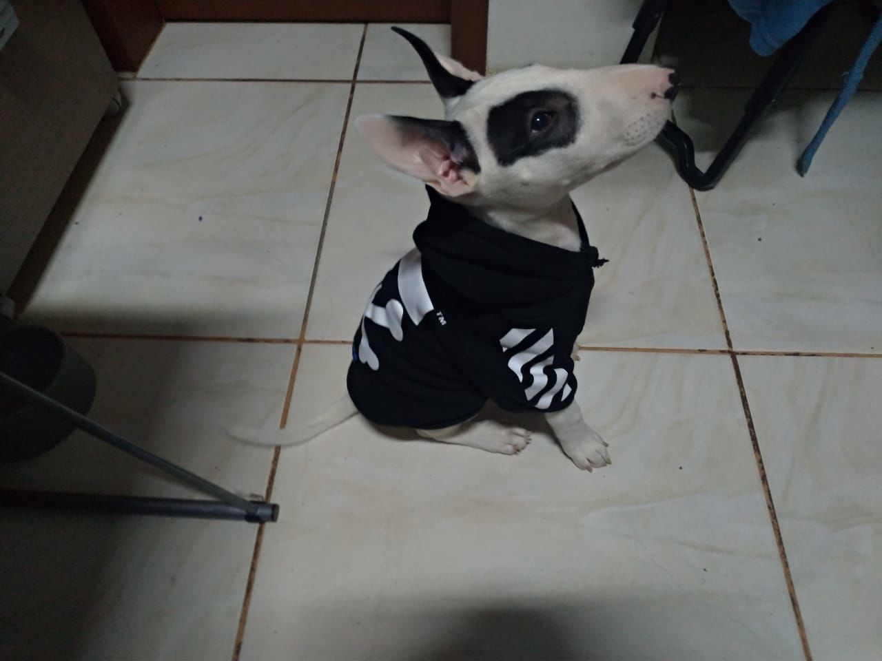 Customer photo review of Felpa "woof" Nera
