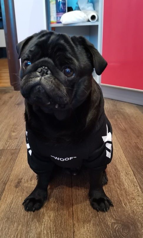 Customer photo review of Felpa "woof" Nera