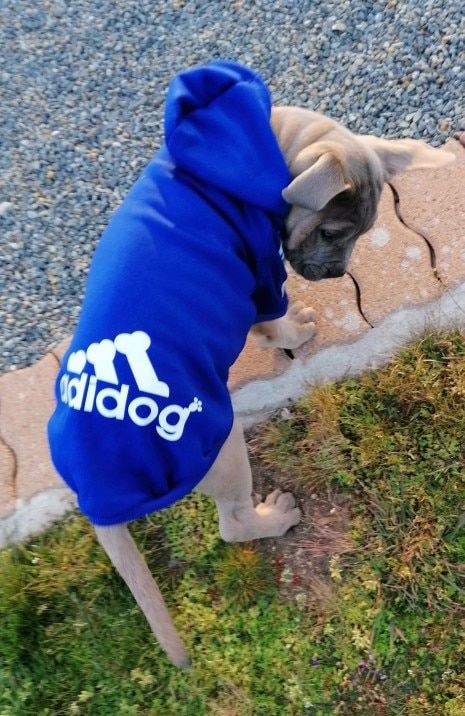Customer photo review of Felpa "Adidog" Blu