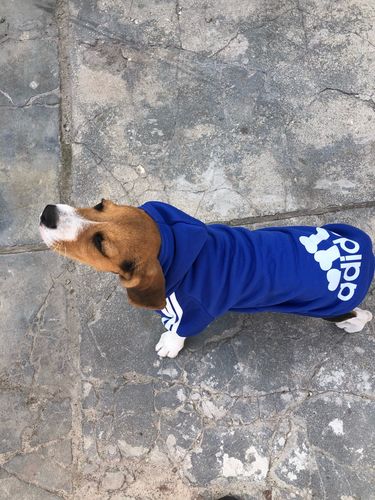 Customer photo review of Felpa "Adidog" Blu