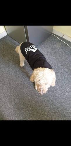 Customer photo review of Felpa "Adidog" Nera