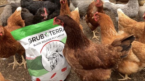 Customer photo review of GrubTerra Dried Larvae