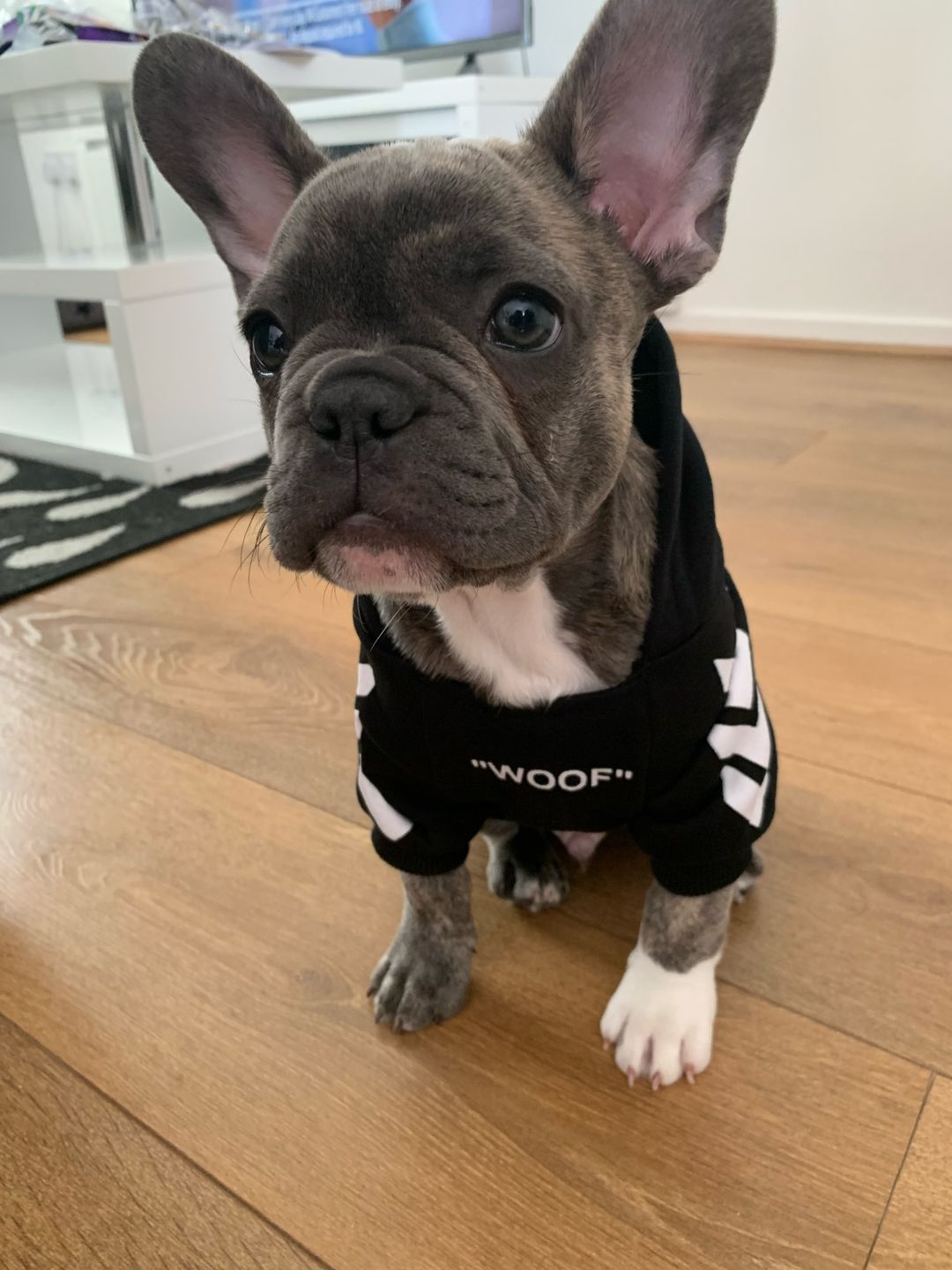 Customer photo review of Felpa "woof" Nera