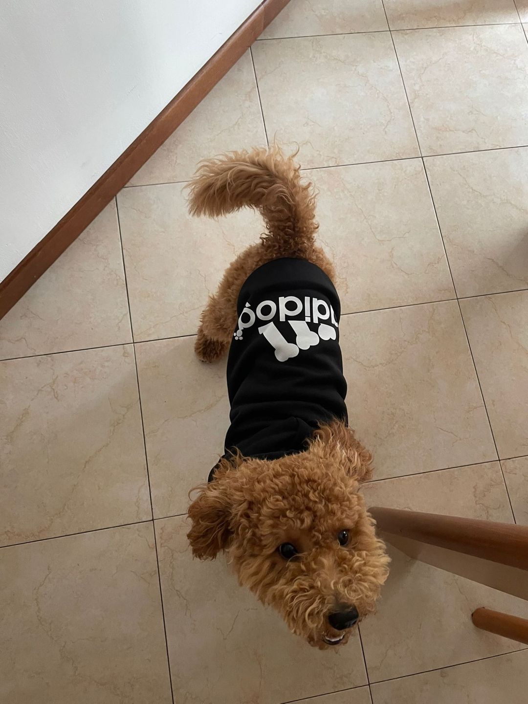 Customer photo review of Felpa "Adidog" Nera