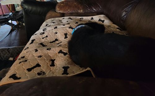 Customer photo review of Potty Buddy™ - The Durable Leak-Free Potty Pad