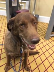 Customer photo review of Pet Health+™