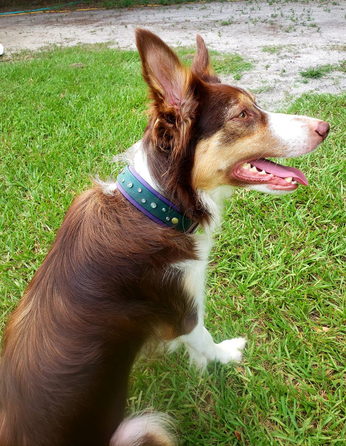 Customer photo review of The 'Bijou' Buckle Collar